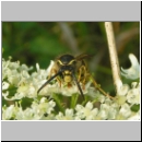 Dolichovespula sylvestris - Waldwespe 05.jpg